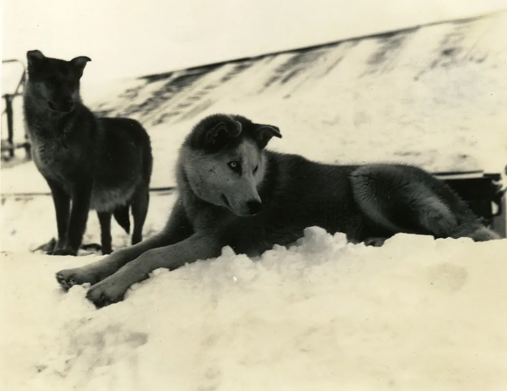 Dogs in Winter Alaska about 1946