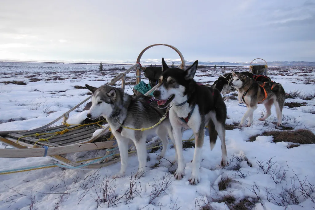 Dog Sled Trip in Denali