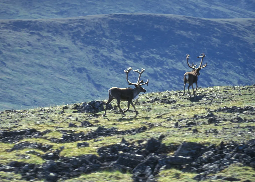 BLM Winter Bucket List #4: Steese National Conservation Area, Alaska, for Untouched Scenery