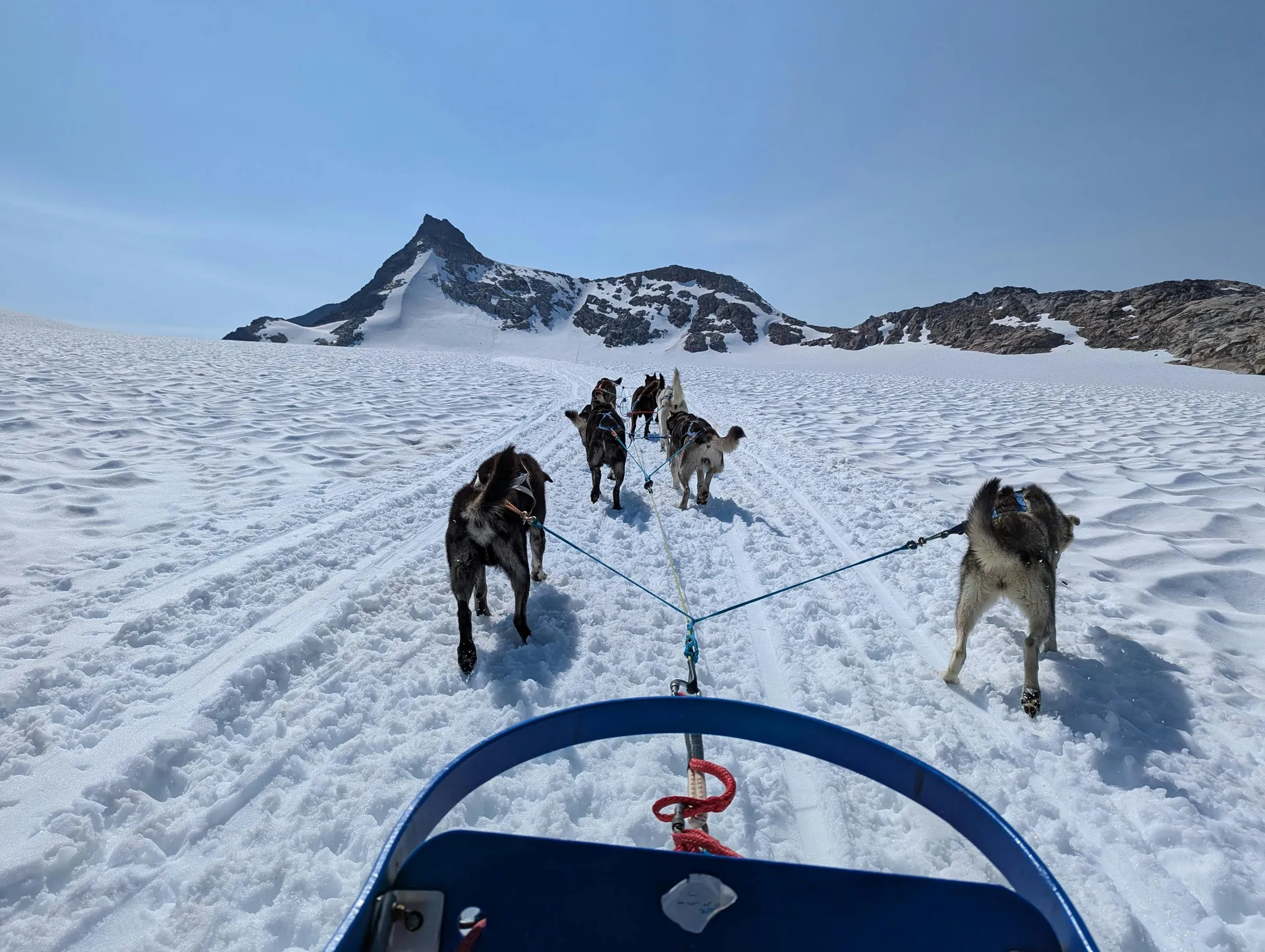 Experience thrilling dog sledding on snowy Alaskan mountains with clear blue skies.