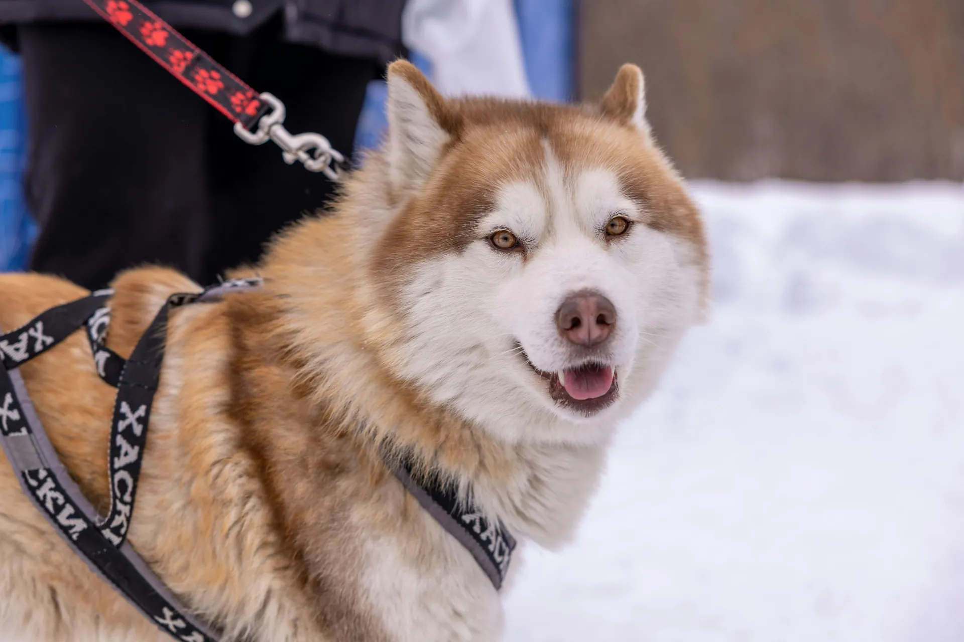 Close-up of a Siberian Husky wearing a harness, enjoying a snowy outdoors scene.