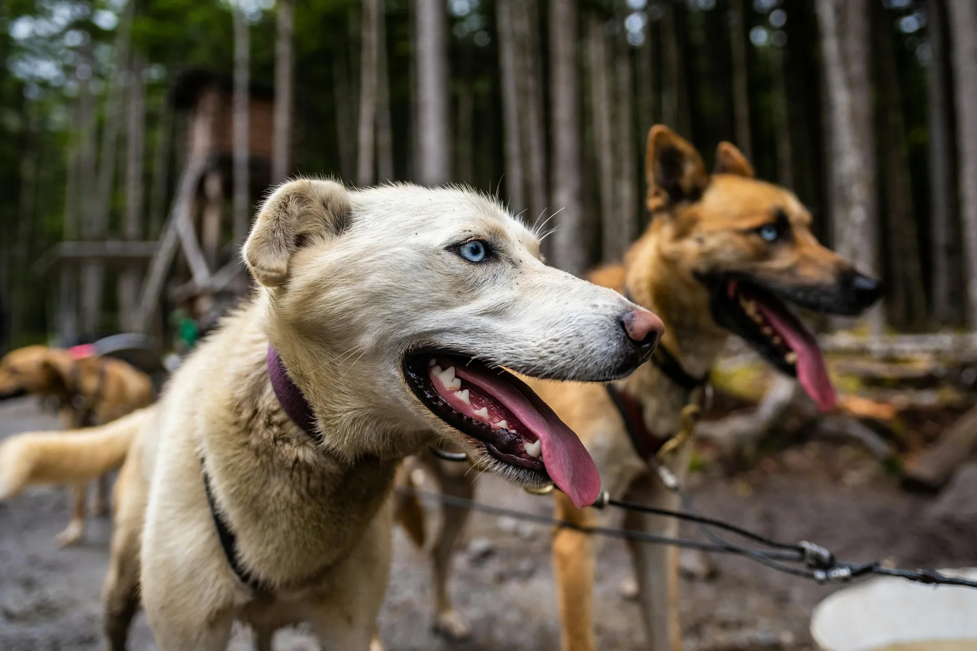 Close-up of energetic sled dogs in Skagway, Alaska, showcasing their vibrant spirit.