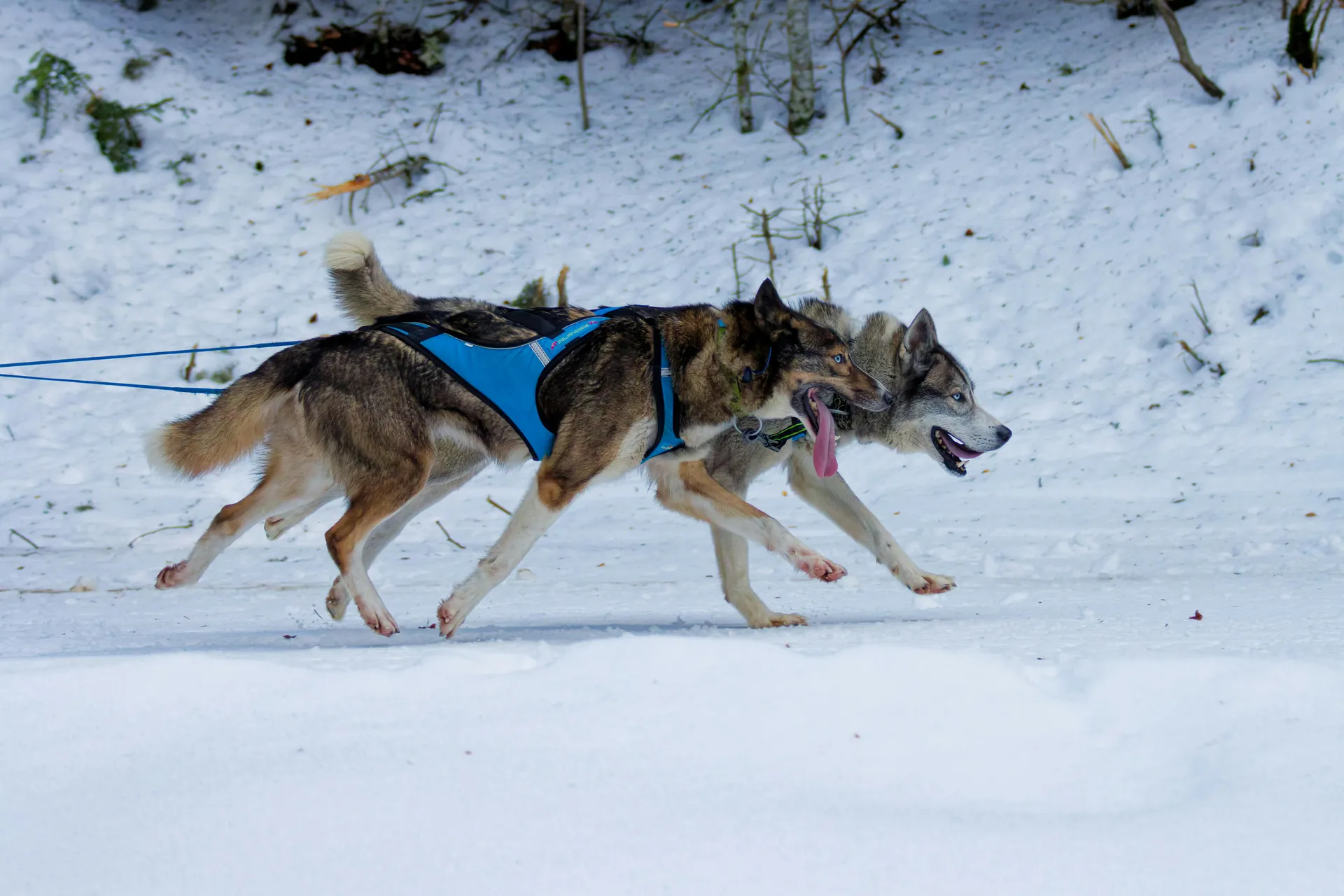 Two huskies in harness running enthusiastically in snowy terrain during a sledding activity.