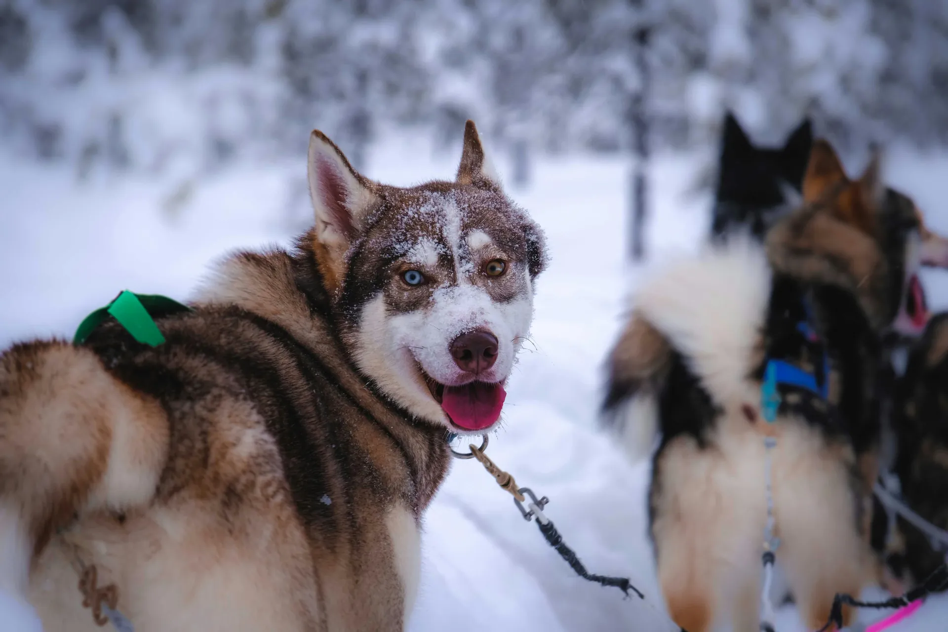 Pack of huskies in harness walking on white snowy ground in forest with trees and hoarfrost on cold winter day